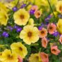 Combo – Island In The Sun – 10″ Hanging Basket